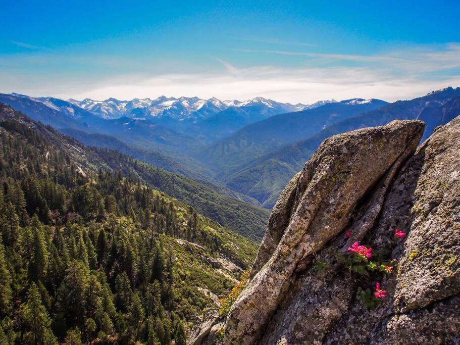 Sequoia Splendor, Inside Kings Canyon Np By Visitors Center Wilsonia Екстериор снимка