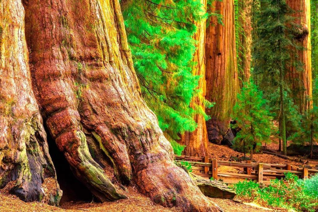 Sequoia Splendor, Inside Kings Canyon Np By Visitors Center Wilsonia Екстериор снимка